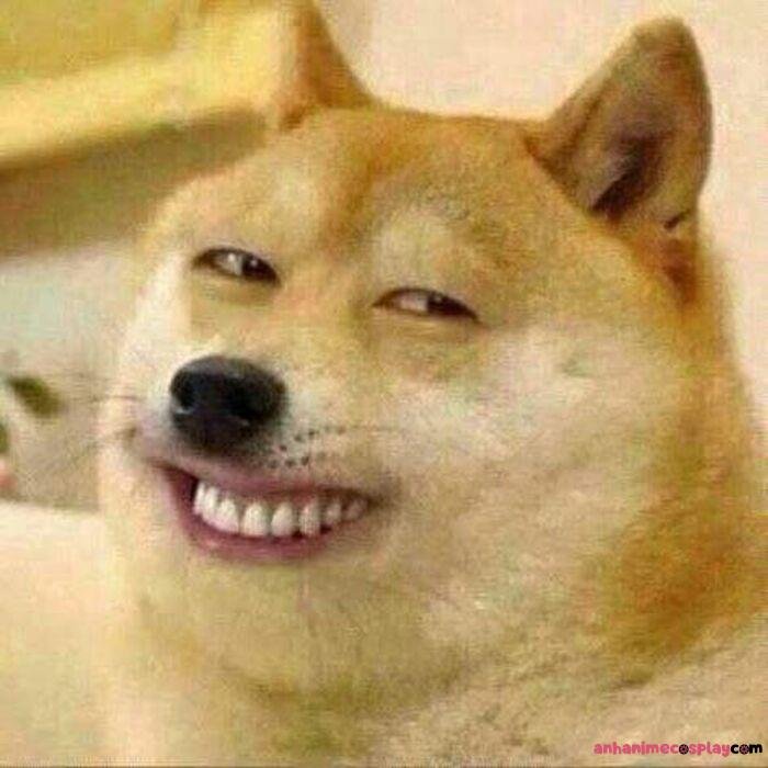 ảnh meme chó bựa siêu hài